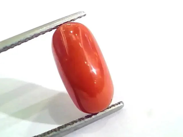 4.83 Ct 5.36 Ratti Untreated Natural Italian Red Coral Moonga Gemstone AA - Venus Gems