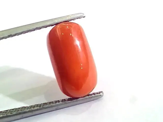 4.83 Ct 5.36 Ratti Untreated Natural Italian Red Coral Moonga Gemstone AAA - Venus Gems