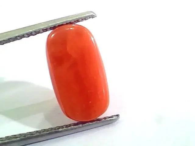 4.83 Ct 5.36 Ratti Untreated Natural Italian Red Coral Moonga Gemstone A+ - Venus Gems