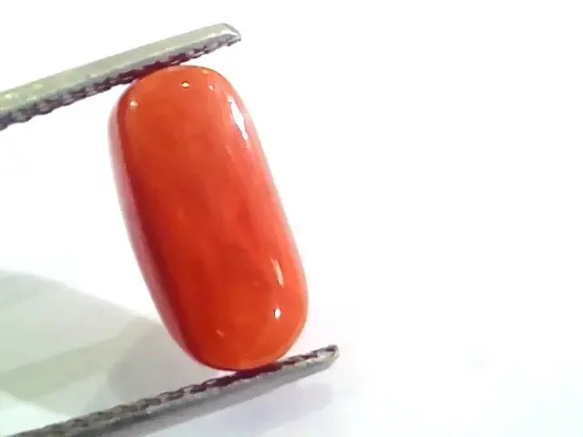 4.83 Ct 5.36 Ratti Untreated Natural Italian Red Coral Moonga Gemstone AA - Venus Gems
