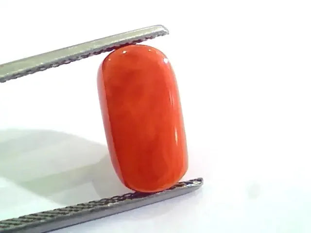 4.83 Ct 5.36 Ratti Untreated Natural Italian Red Coral Moonga Gemstone AAA - Venus Gems