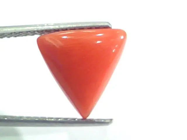4.85 Ct 8 Ratti Natural Italian Triangle Red Coral Moonga Gems