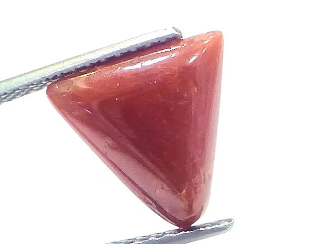 4.86 Ct Natural Italian Triangle Red Coral Trikon Moonga Gemstone - Venus Gems