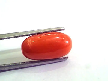 4.86 Carat Natural Italian Red Coral Moonga Gemstone AAAA
