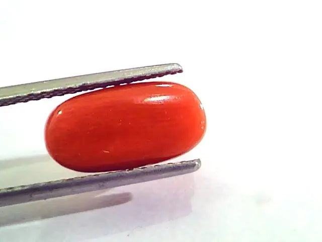 4.86 Carat Natural Italian Red Coral Moonga Gemstone AAAA