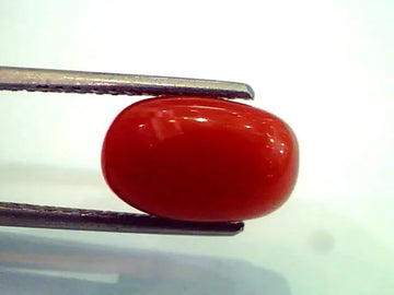 4.70 Ct Top Grade Premium Natural Red Italian Coral/Moonga