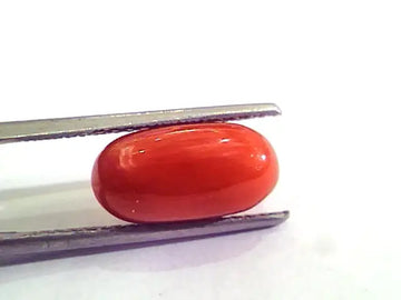 4.90 Carat Natural Italian Red Coral Moonga Gemstone AAAA
