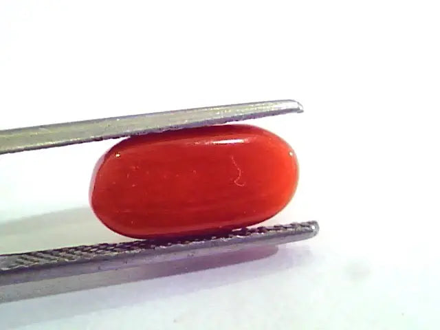 4.90 Carat Natural Italian Red Coral Moonga Gemstone AAAA