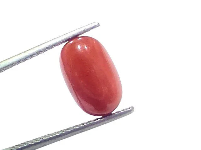 4.95 Ct 5.45 Ratti Natural Untreated Italian Red Coral Moonga AAAAA - Venus Gems