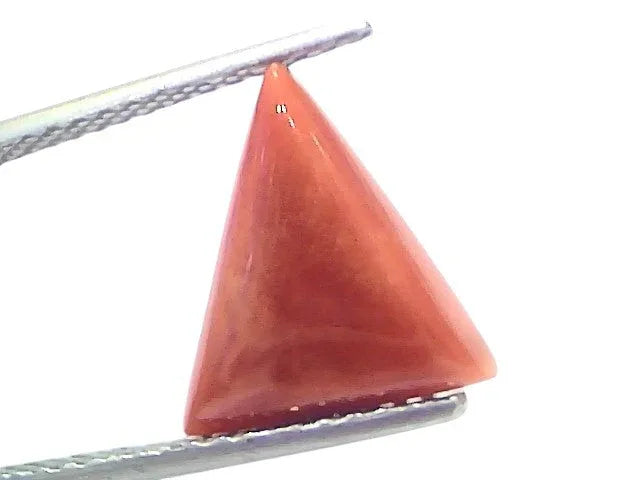 4.94 Ct Natural Italian Triangle Red Coral Trikon Moonga Gemstone - Venus Gems
