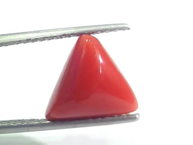 4.93 Ct 8.1 Ratti Natural Italian Triangle Red Coral Moonga Gems