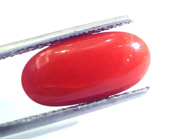 4.97 Ct Untreated Natural Premium Italian Red Coral AAAAA