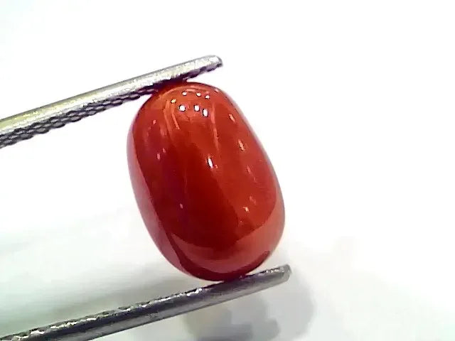4.87 Ct 5.41 Ratti Natural Italian Red Coral Moonga Gemstone - Venus Gems