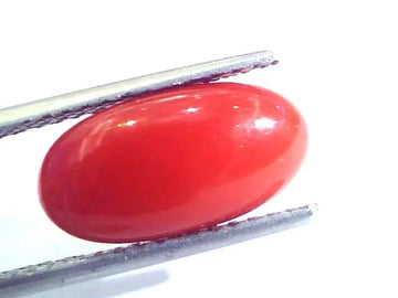 4.97 Ct Untreated Natural Premium Italian Red Coral AAAAA