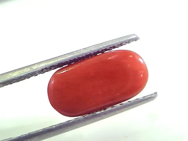 4.97 Ct Untreated Natural Premium Italian Red Coral AAAAA