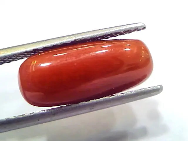 5.02 Ct 8.3 Ratti Natural Untreated Italian Red Coral Moonga Gems