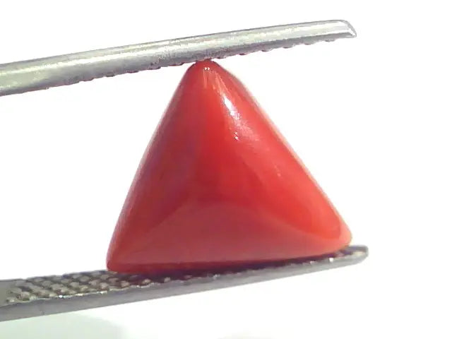 4.97 Ct 8.25 Ratti Natural Italian Triangle Red Coral Moonga Gemstone