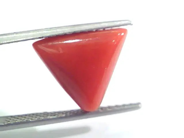 4.97 Ct 8.25 Ratti Natural Italian Triangle Red Coral Moonga Gemstone