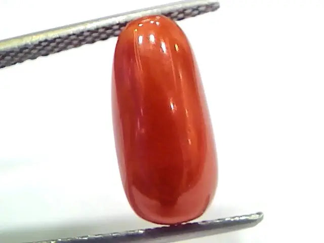 5.03 Ct 5.58 Ratti Natural Untreated Italian Red Coral Moonga Gems