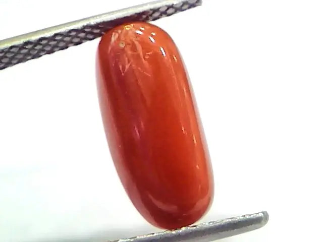 5.03 Ct 5.58 Ratti Natural Untreated Italian Red Coral Moonga Gems