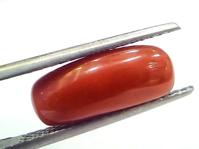 5.04 Ct 8.3 Ratti Natural Untreated Italian Red Coral Moonga Gems