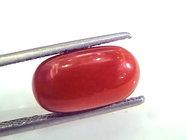 4.99 Ct Untreated Natural Premium Italian Red Coral AAAAA
