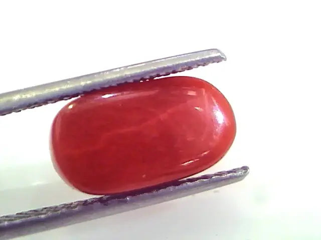4.99 Ct Untreated Natural Premium Italian Red Coral AAAAA
