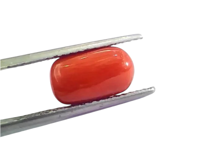 4.60 Ct 5.11 Ratti Untreated Natural Italian Red Coral Moonga Gemstone AA - Venus Gems
