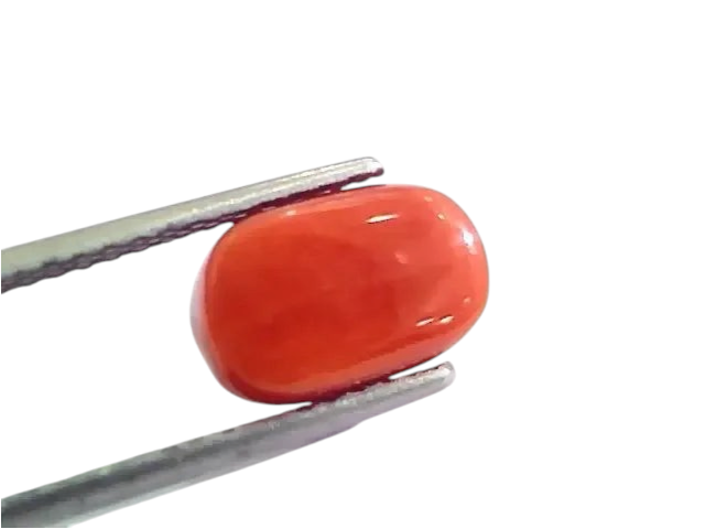 4.55 Ct 5.05 Ratti Untreated Natural Italian Red Coral Moonga Gemstone AA - Venus Gems