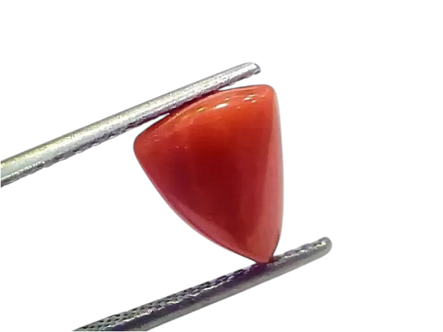 3.97 Ct 4.36 Ratti Natural Italian Triangle Red Coral Moonga Gemstone - Venus Gems