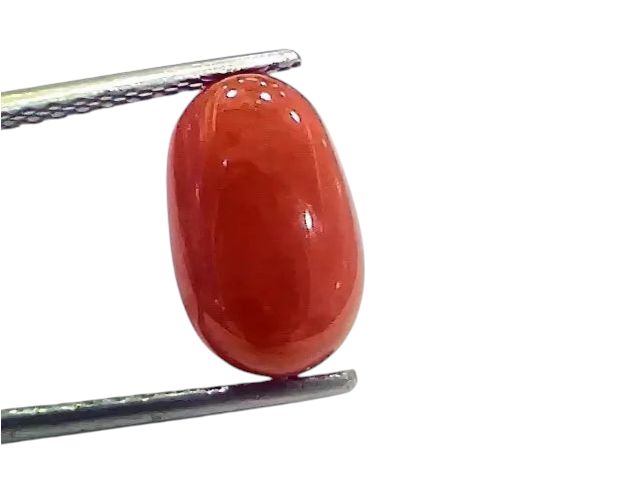 4.38 Ct 4.86 Ratti Natural Italian Red Coral Moonga Gemstone - Venus Gems