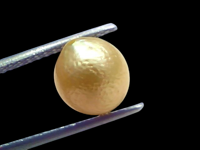 Venus Gems 4.51 carat natural round South Sea pearl with yellowish-white color and excellent luster held in tweezers