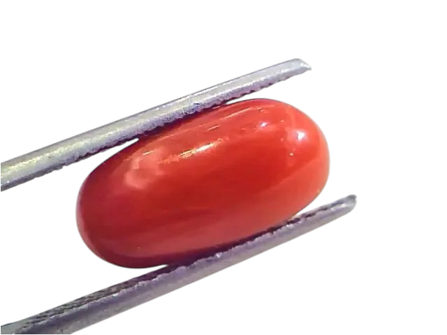4.49 Ct 4.98 Ratti Untreated Natural Premium Italian Red Coral AAAAA - Venus Gems
