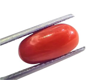 4.49 Ct 4.98 Ratti Untreated Natural Premium Italian Red Coral AAAAA - Venus Gems