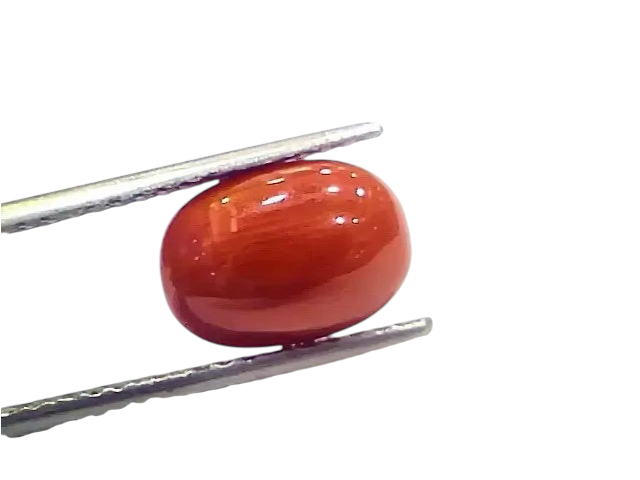 4.00 Ct 4.44 Ratti Natural Italian Red Coral Moonga Gemstone - Venus Gems