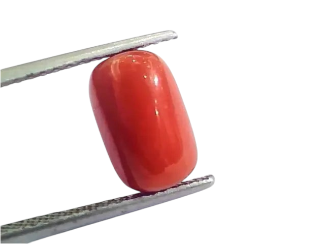 4.58 Ct 5.08 Ratti Untreated Natural Italian Red Coral Moonga Gemstone AA - Venus Gems