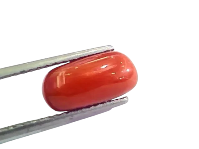 4.63 Ct 5.14 Ratti Untreated Natural Italian Red Coral Moonga Gemstone A+ - Venus Gems