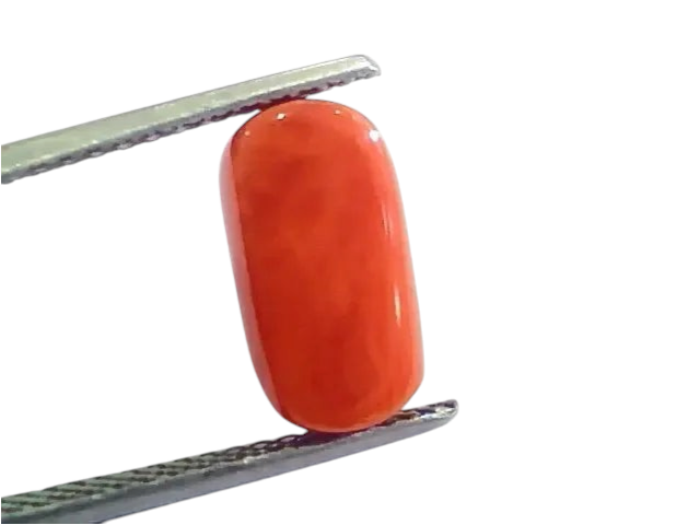 4.83 Ct 5.36 Ratti Untreated Natural Italian Red Coral Moonga Gemstone AAA - Venus Gems