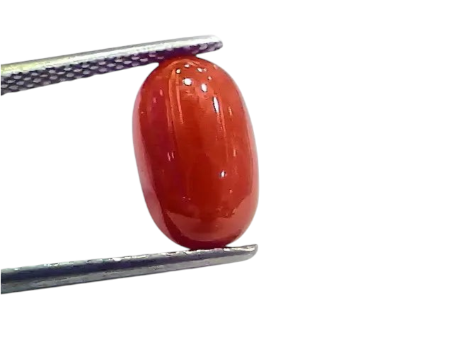 4.38 Ct 4.86 Ratti Natural Italian Red Coral Moonga Gemstone - Venus Gems