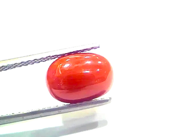 4.10 Ct 4.55 Ratti Natural Italian Red Coral Moonga Gemstone - Venus Gems