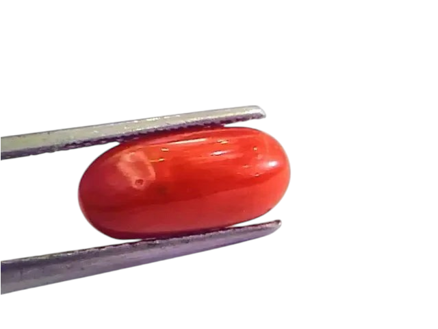 4.78 Ct 5.31 Ratti Natural Italian Red Coral Moonga Gemstone AAAA - Venus Gems