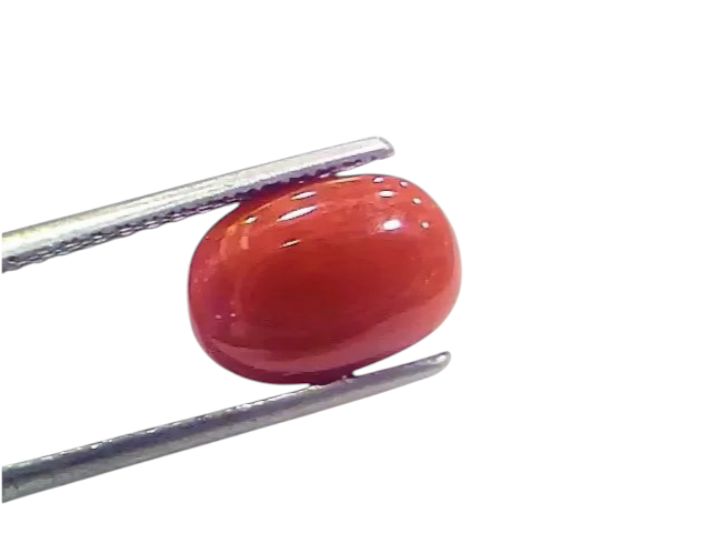 4.10 Ct 4.55 Ratti Natural Italian Red Coral Moonga Gemstone - Venus Gems