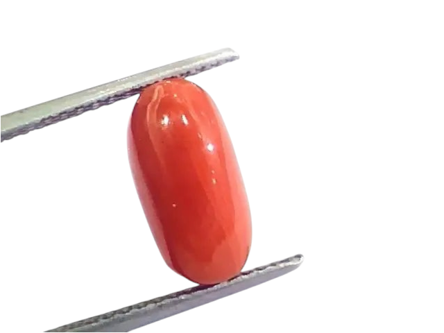 4.43 Ct 4.92 Ratti Untreated Natural Italian Red Coral Moonga Gemstone AA - Venus Gems