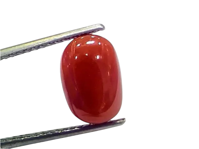 4.87 Ct 5.41 Ratti Natural Italian Red Coral Moonga Gemstone - Venus Gems