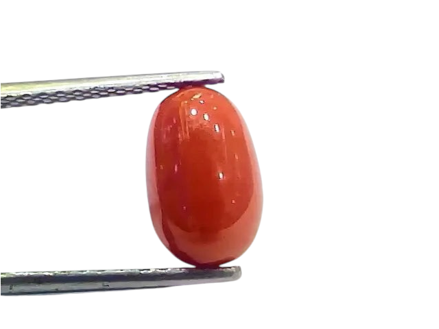 4.20 Ct 4.66 Ratti Natural Italian Red Coral Moonga Gemstone - Venus Gems