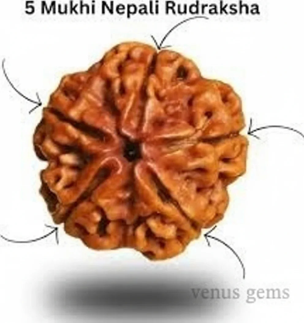 5 Mukhi Nepali Rudraksha Natural and Certified - Venus Gems