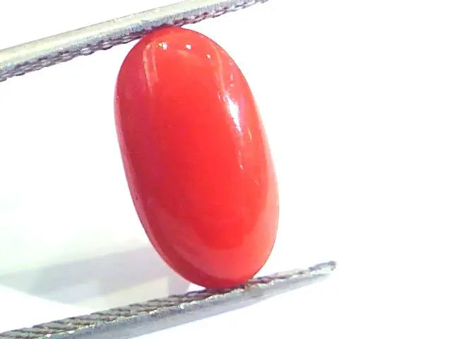 5.08 Ct Untreated Natural Premium Italian Red Coral AAAAA