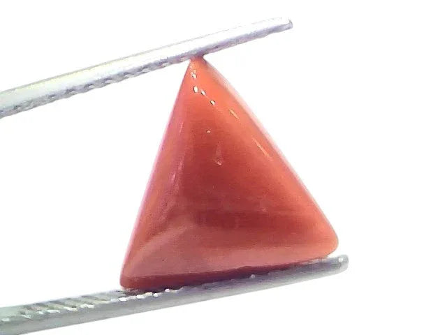 5.02 Ct Natural Italian Triangle Red Coral Trikon Moonga Gemstone - Venus Gems