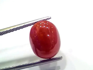 4.99 Ct 5.54 Ratti Natural Italian Red Coral Moonga Gemstone - Venus Gems