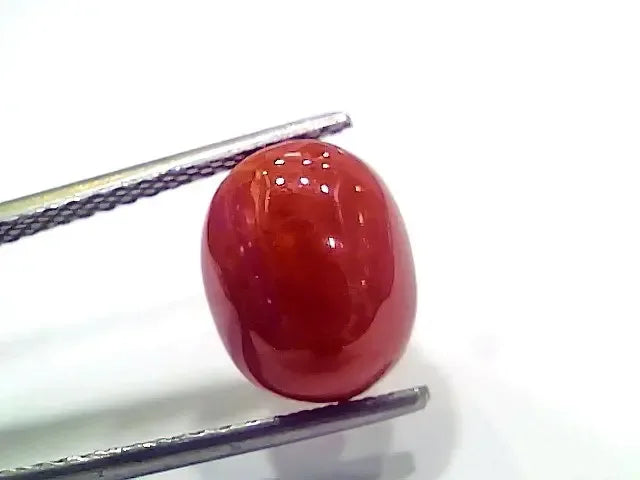 4.99 Ct 5.54 Ratti Natural Italian Red Coral Moonga Gemstone - Venus Gems